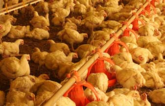 Roceirinha Agropecuaria E Avicola - Foto 1