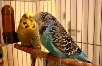 Aviário Girassol 2 - Foto 1