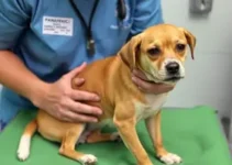 mutirão para castrar pets