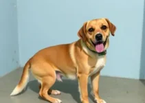 castração gratuita